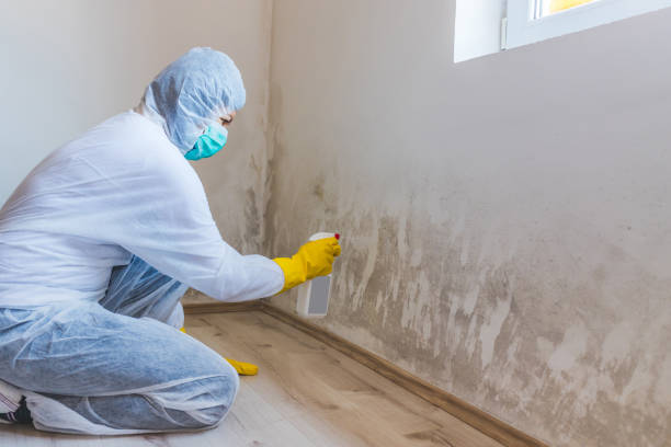 Licensed Attic Mold Removal service in Germantown, IL - WQB Mold Removal