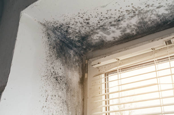 Affordable Attic Mold Removal solutions in Germantown, IL