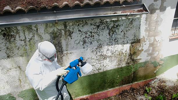Top rated local Attic Mold Removal specialists in Germantown, IL